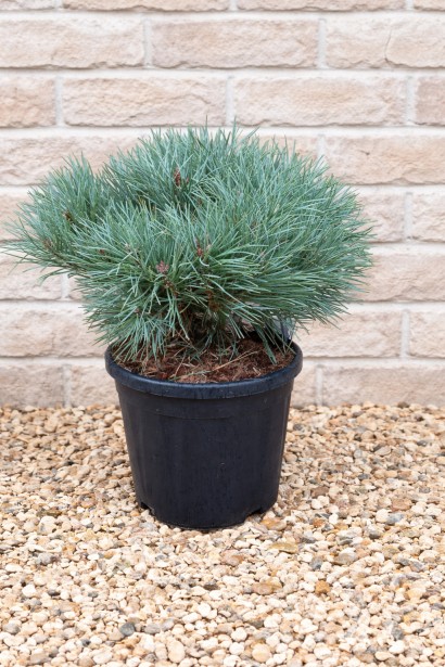 Pinus Чантрі Блю купити в контейнері